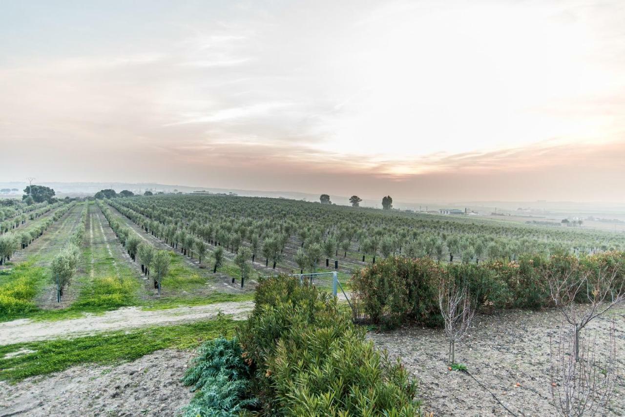 Vivienda Rural Olivar De San Telmo Arcos de la Frontera Buitenkant foto