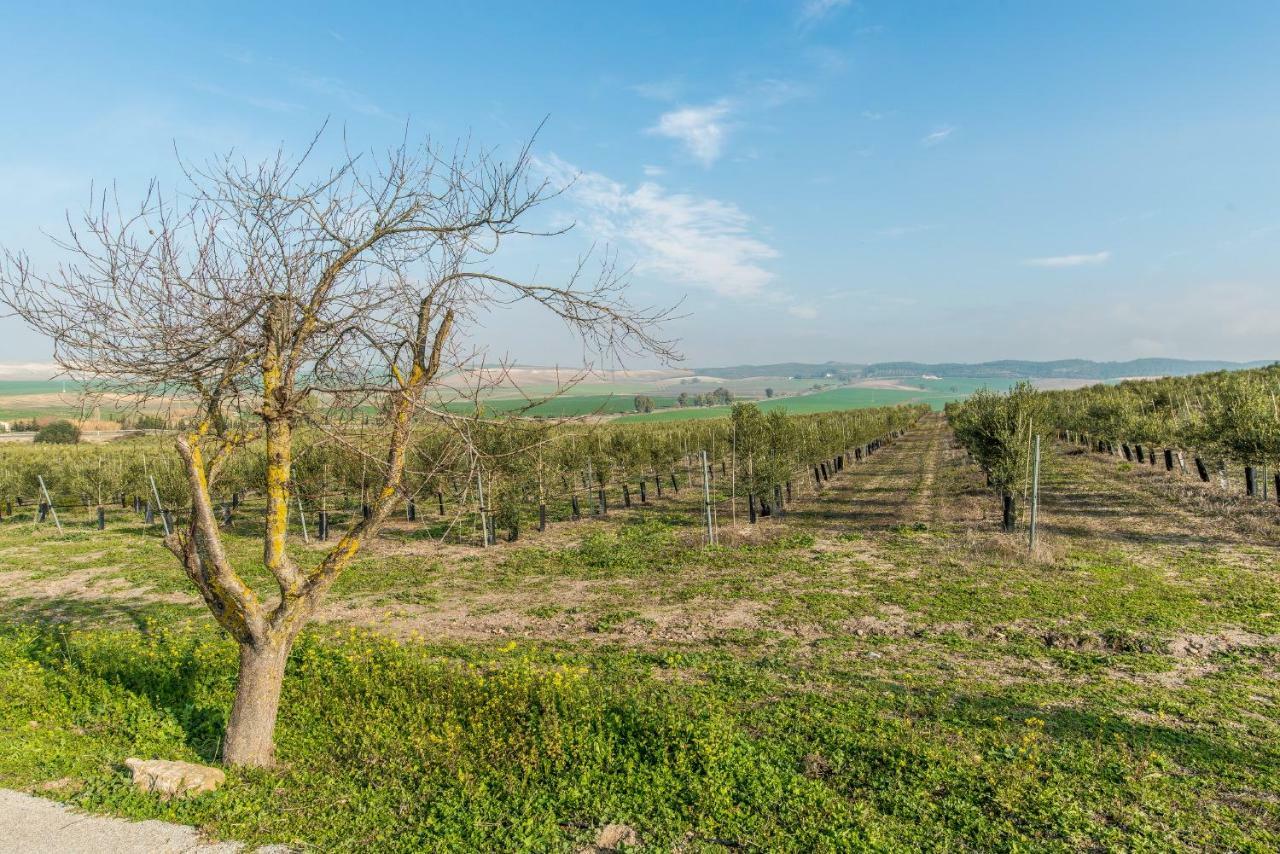 Vivienda Rural Olivar De San Telmo Arcos de la Frontera Buitenkant foto